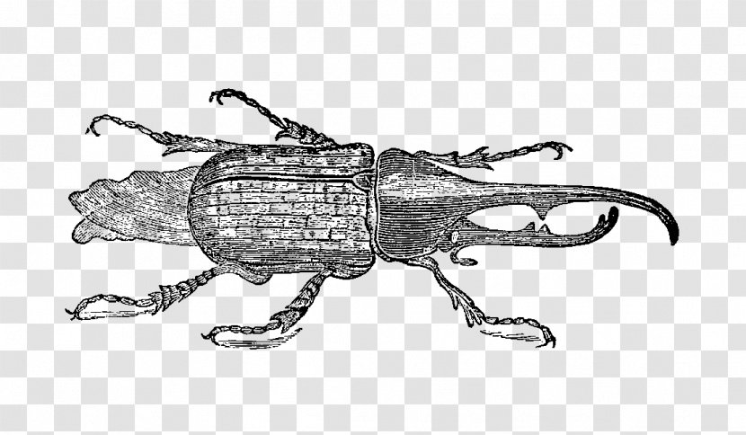 Weevil Beetle Vintage Drawing Goliathus - Arthropod Transparent PNG