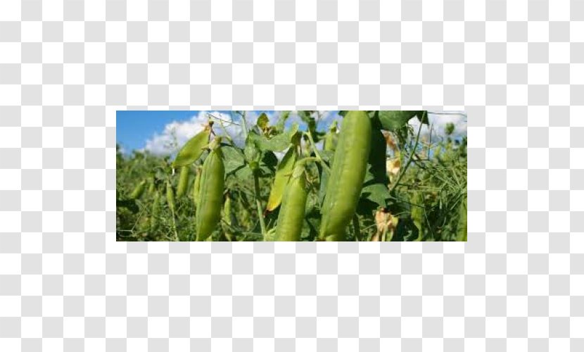 Luffa Cucumber - Plant Transparent PNG
