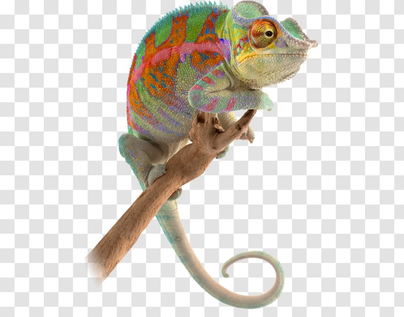 Chameleons Reptile Animal Lizard Novopac SA - Scaled Transparent PNG