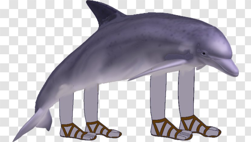 Common Bottlenose Dolphin Short-beaked Tucuxi Rough-toothed Wholphin - Porpoise Transparent PNG