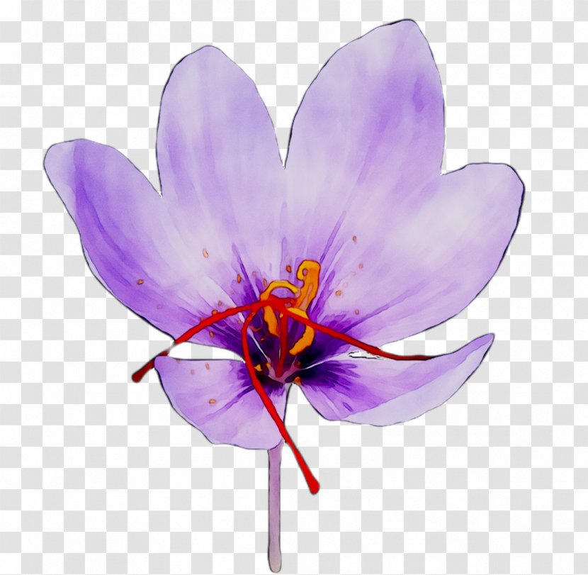 Crocus Saffron Moth Orchids - Iris Family - Petal Transparent PNG
