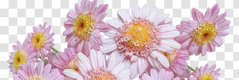 Dahlia Common Daisy Oxeye Flower Margarita - Chrysanthemum Transparent PNG