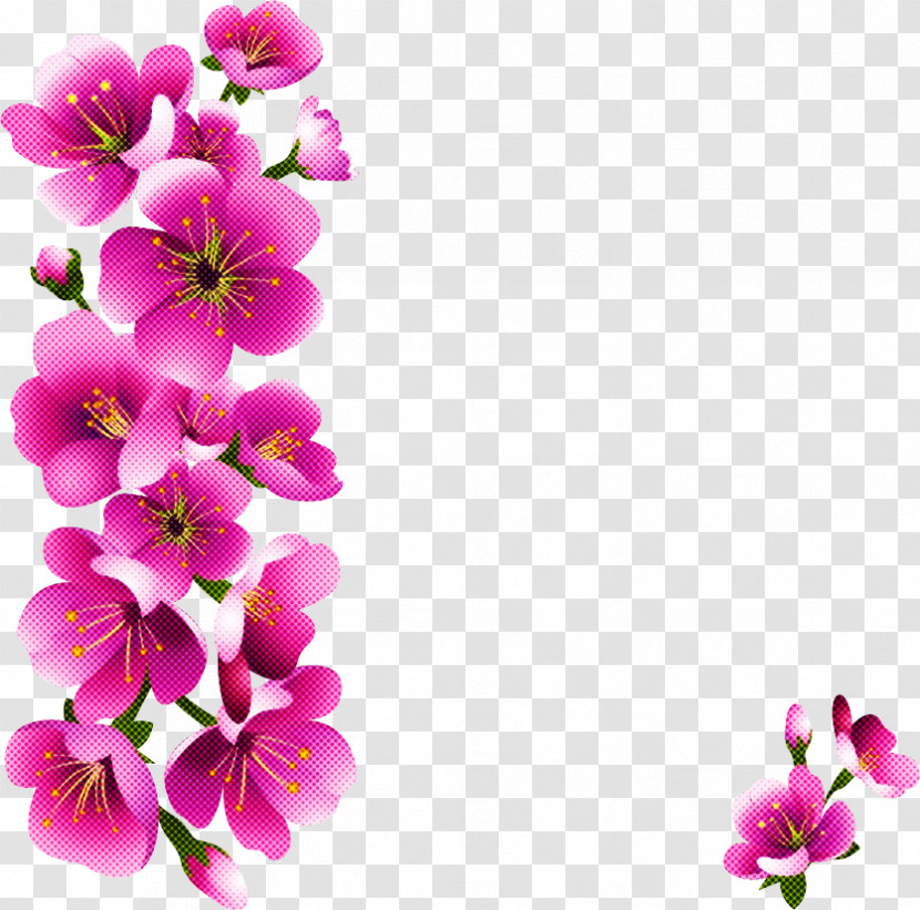 Petal Flower Pink Plant Blossom Transparent PNG