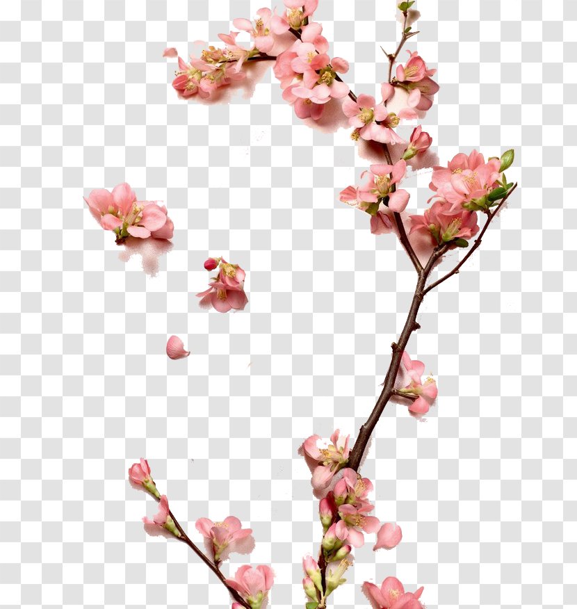 Zhangzhou Cosmetics Peach Designer - Cherry Blossom - A Transparent PNG