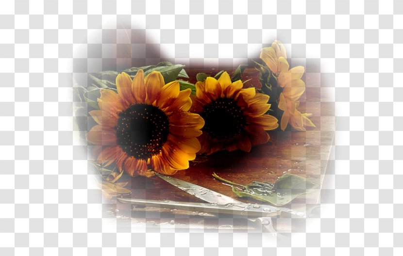 Common Sunflower Cloth Napkins Table Desktop Wallpaper Vase Transparent PNG