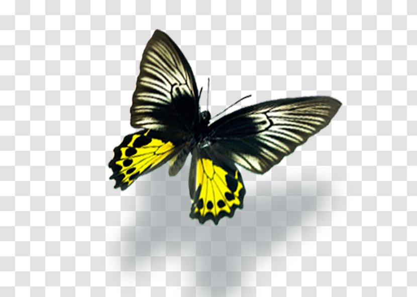 Monarch Butterfly Yellow Insect Brown - Symmetry Transparent PNG