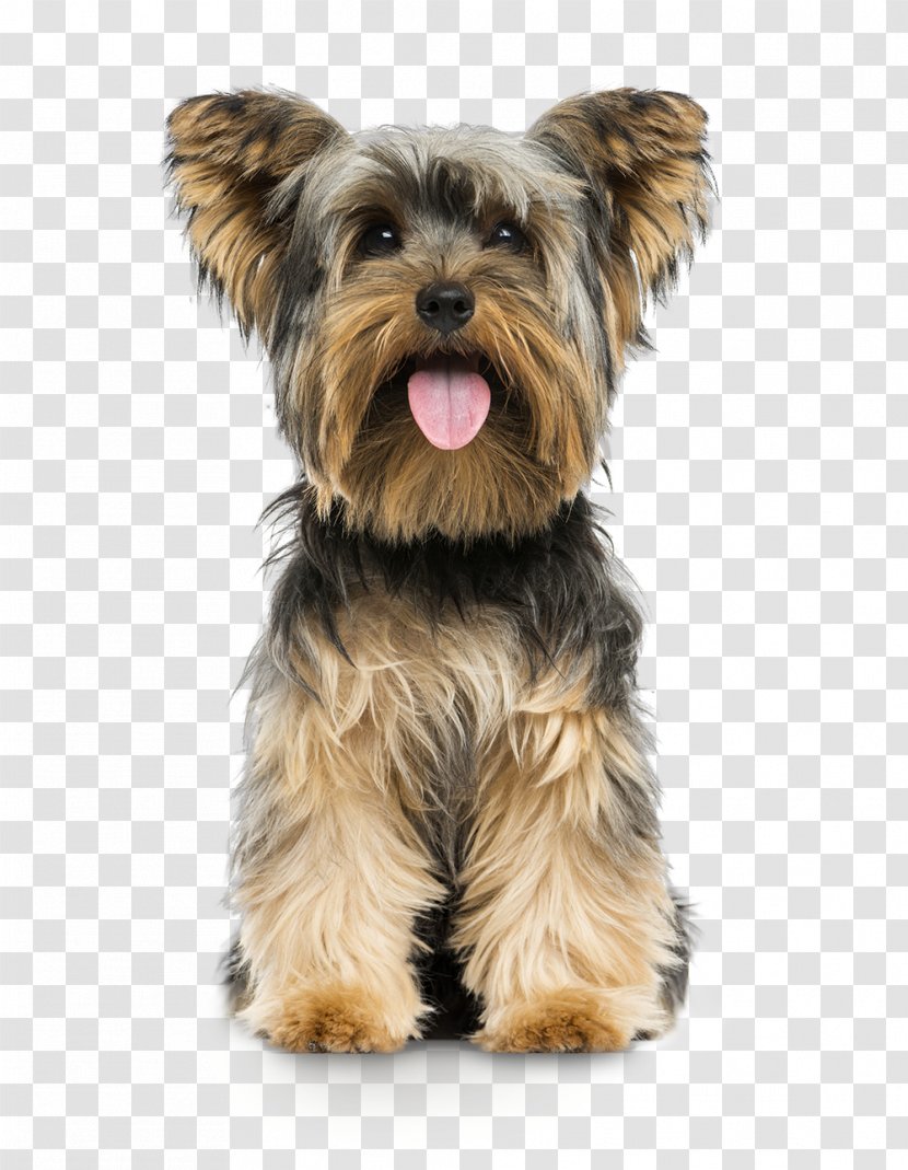 Dog Yorkshire Terrier Puppy Small Transparent PNG