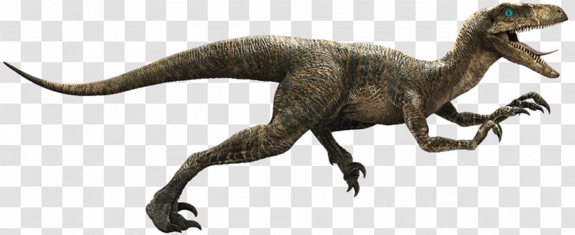 Velociraptor Deinonychus Tyrannosaurus Image - Jurassic Park - Dinosaur Transparent PNG