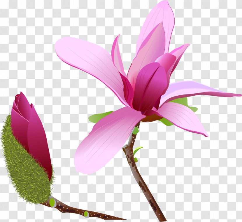 Magnolia Flower Clip Art - Magenta Transparent PNG