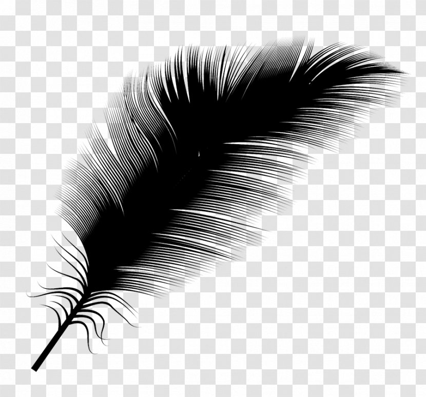 Black And White Feather Transparent PNG