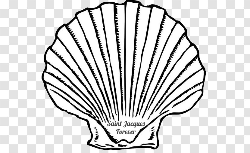 Seashell Clip Art Mussel Image - Conch Transparent PNG