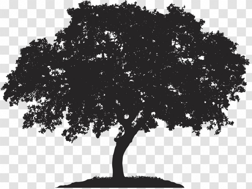English Oak Tree Japanese Maple Royalty-free Quercus Berberidifolia - Broadleaved Transparent PNG