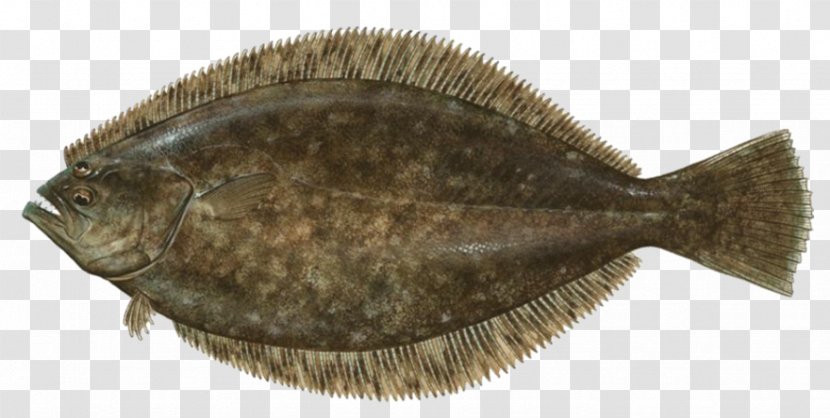 Summer Flounder Fishing Paralichthys Lethostigma - Oily Fish - BAKE FISH Transparent PNG