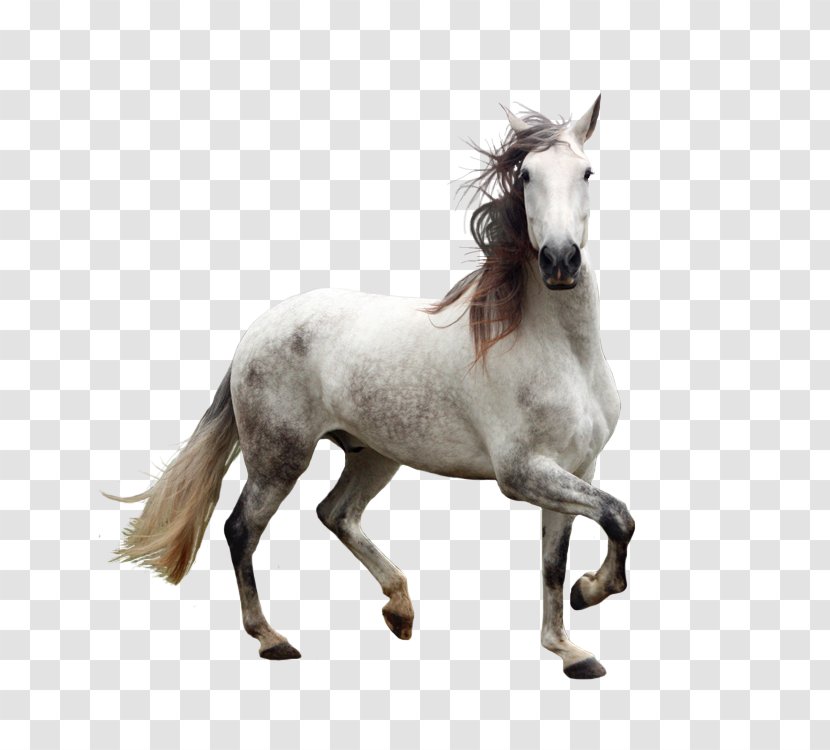 Andalusian Horse Gray - Animal Transparent PNG