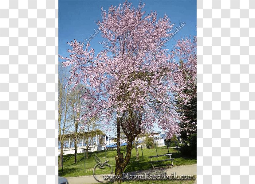 Cherry Blossom Prunus ST.AU.150 MIN.V.UNC.NR AD - Branch - Tomentosa Transparent PNG