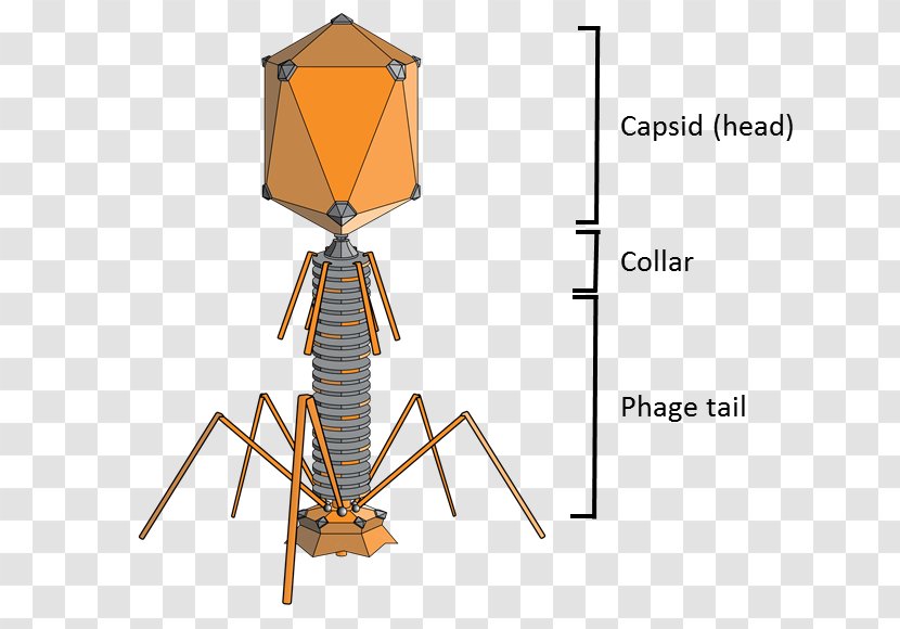 Bacteriophage Enterobacteria Phage T2 T4 Group Therapy - Genome - Science Transparent PNG