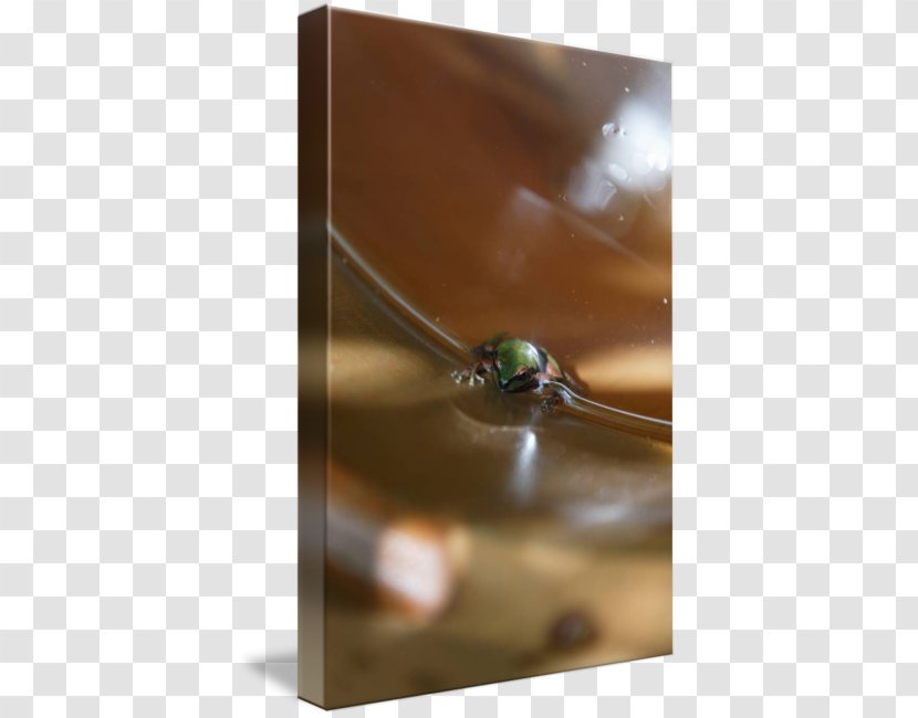 Water Macro Photography - Pacific Tree Frog Transparent PNG