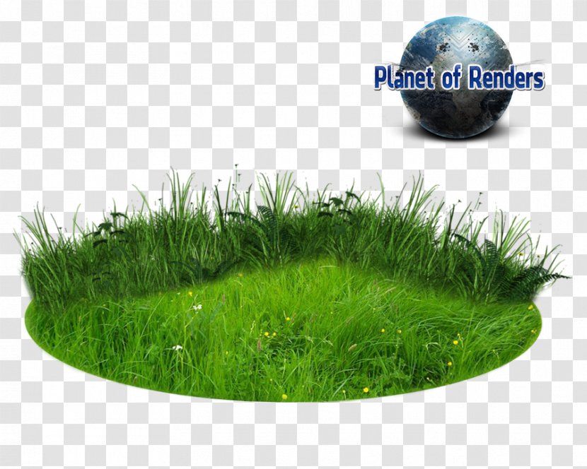 Lawn Landscape Architecture - Grass - Capim Transparent PNG
