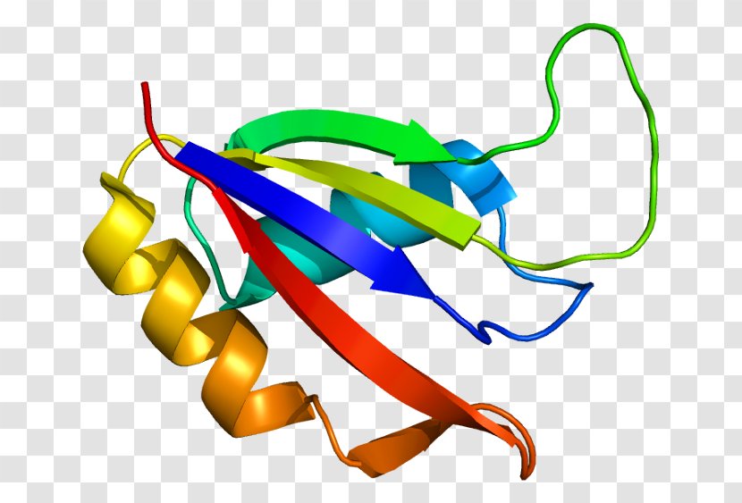 ALYREF Protein Exon Junction Complex Gene Wikipedia - Human - Osteoblast Transparent PNG