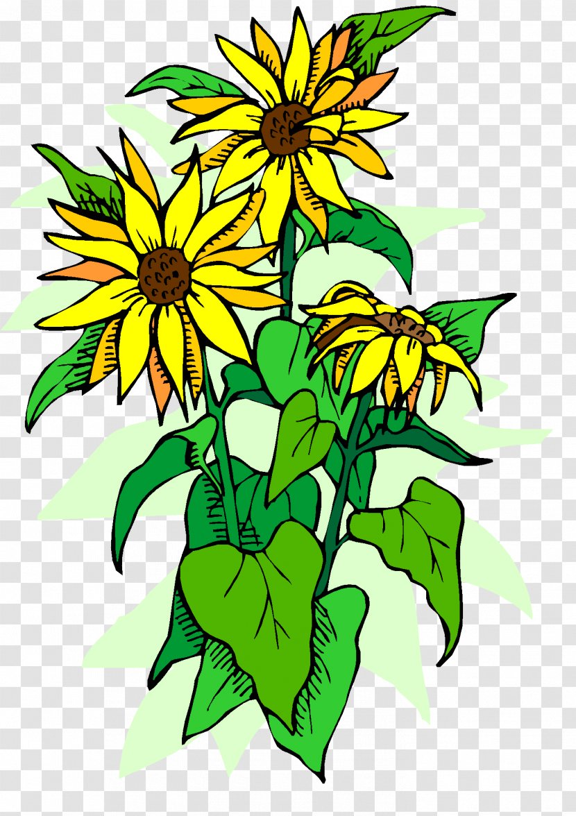 Clip Art Floral Design YouTube Cut Flowers Plant Stem - Daisy Family - Artwork Transparent PNG