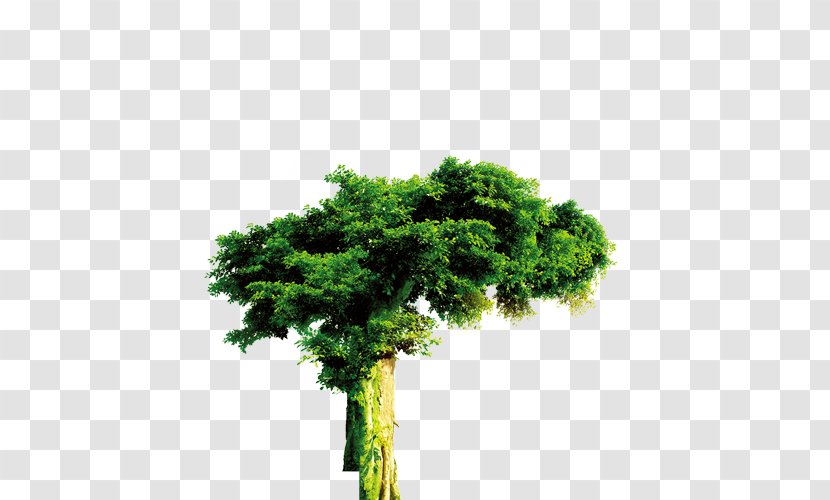 Tree Forest Evergreen - Broadleaved Transparent PNG