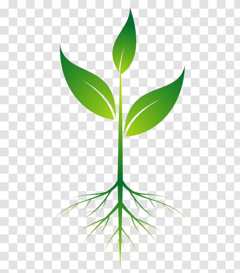 Root Plant Clip Art - Tree Transparent PNG