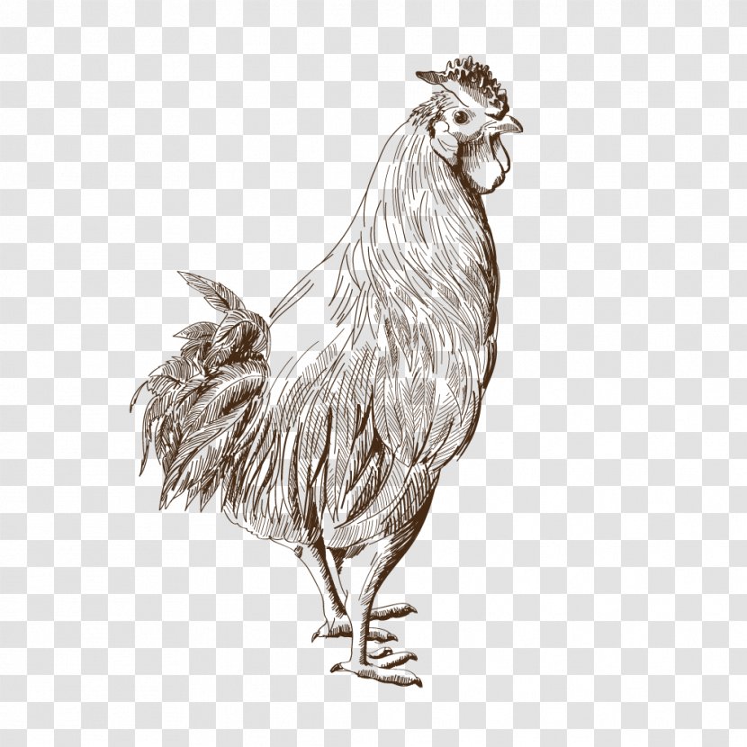 Rooster Bird Of Prey Beak Drawing - Poultry Transparent PNG