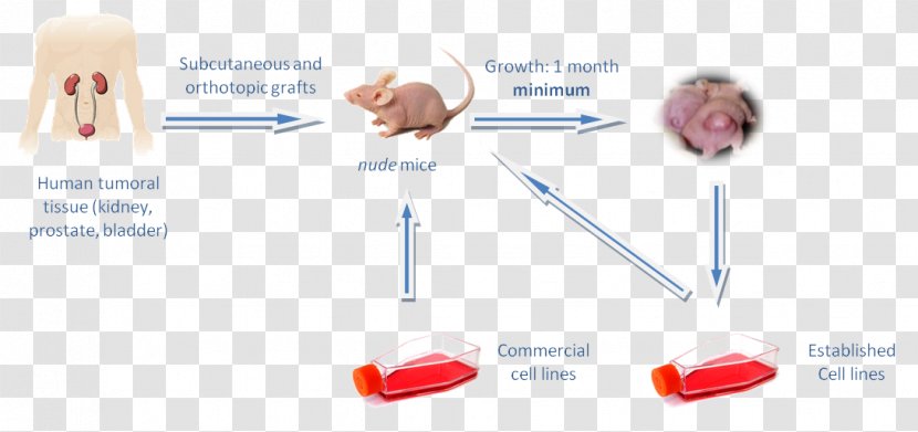 Service Muscle - Heart - Spheroid Cancer Cell Transparent PNG