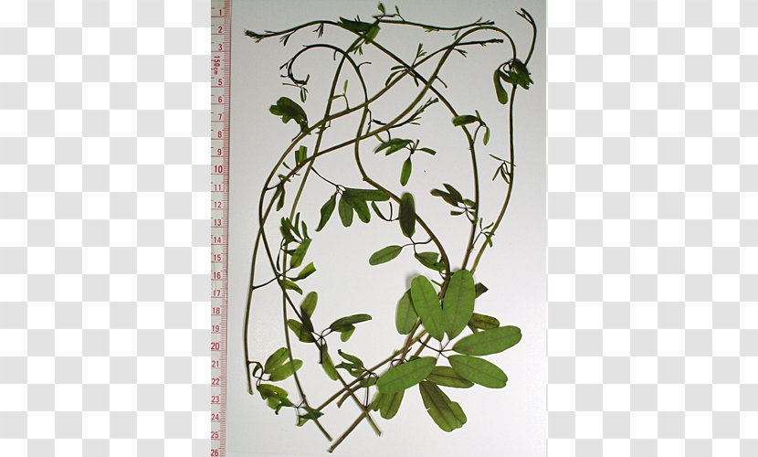 Chocolate Vine Pressed Flower Craft Stauntonia Hexaphylla Plant Stem - White Bouquet Transparent PNG