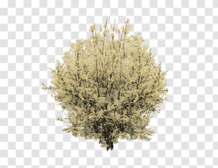 Plant Tree Grass Flower Shrub - Twig American Larch Transparent PNG