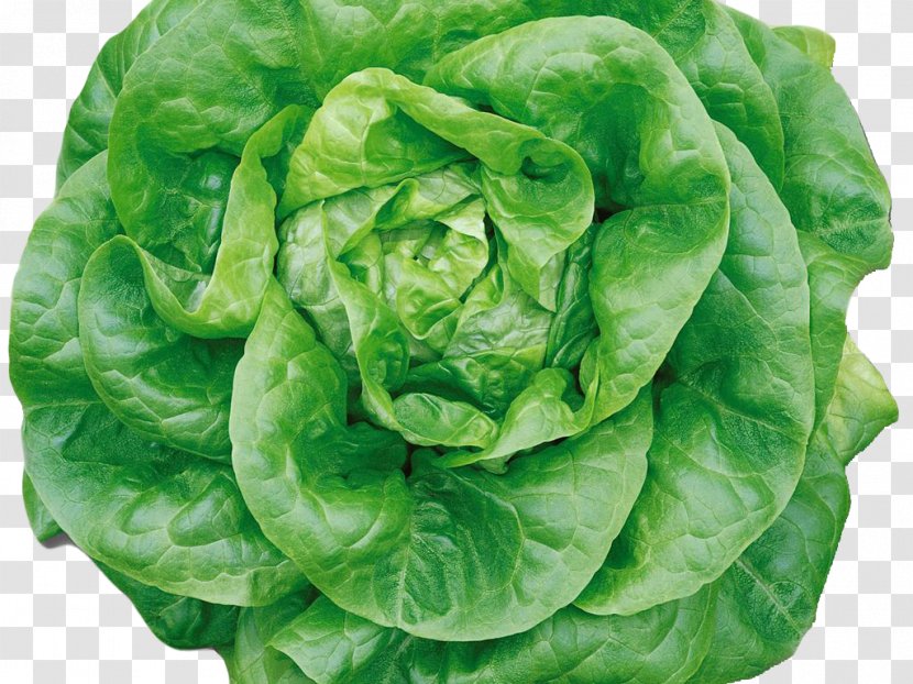 Romaine Lettuce Butterhead Iceberg Greens Vegetable - Chinese Cabbage - Beetroot Transparent PNG
