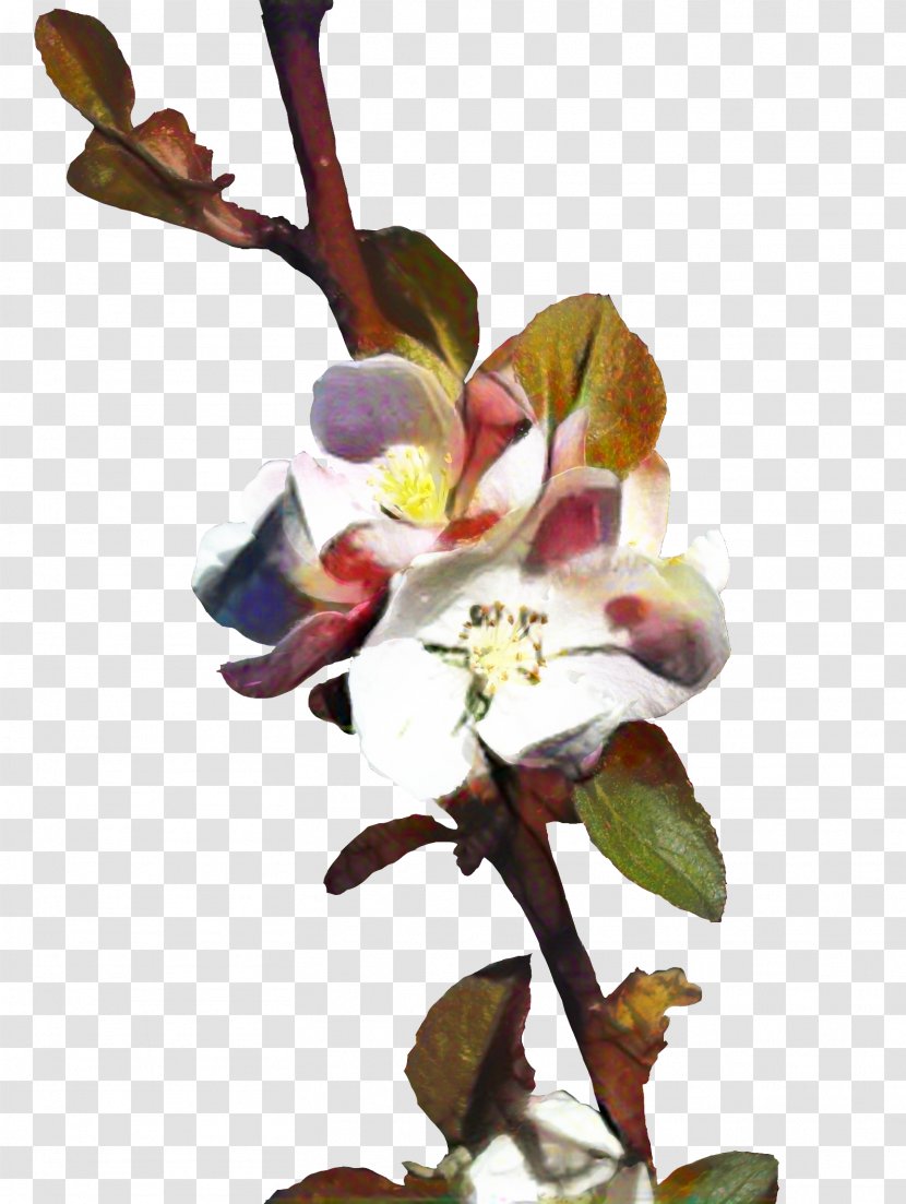 Blossom Background - Branch - Orchid Moth Transparent PNG