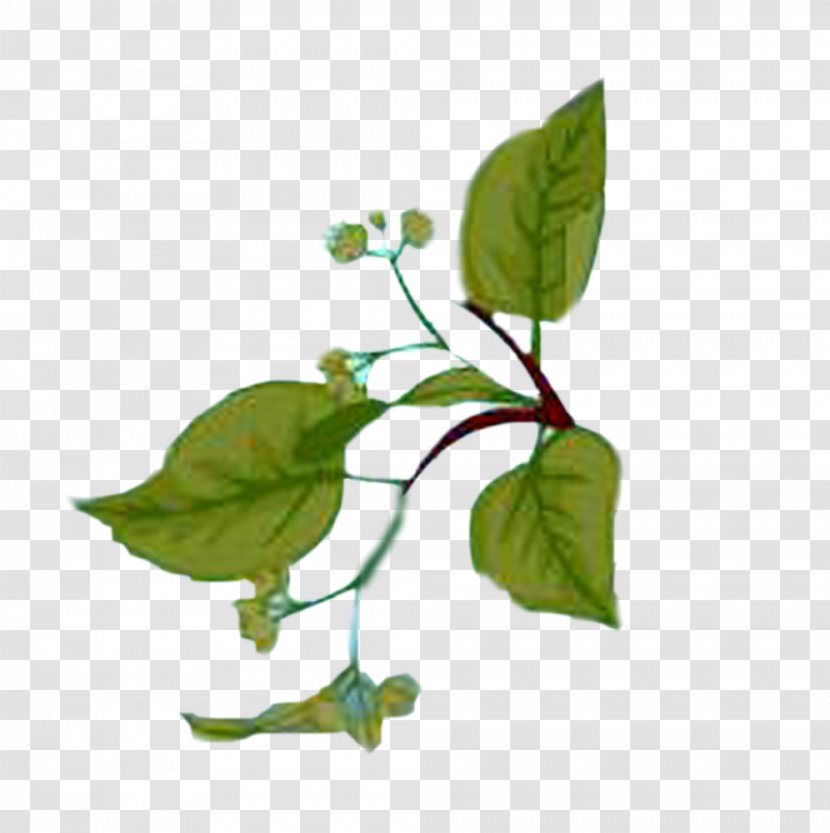 Leaf Download Clip Art - Plant Transparent PNG