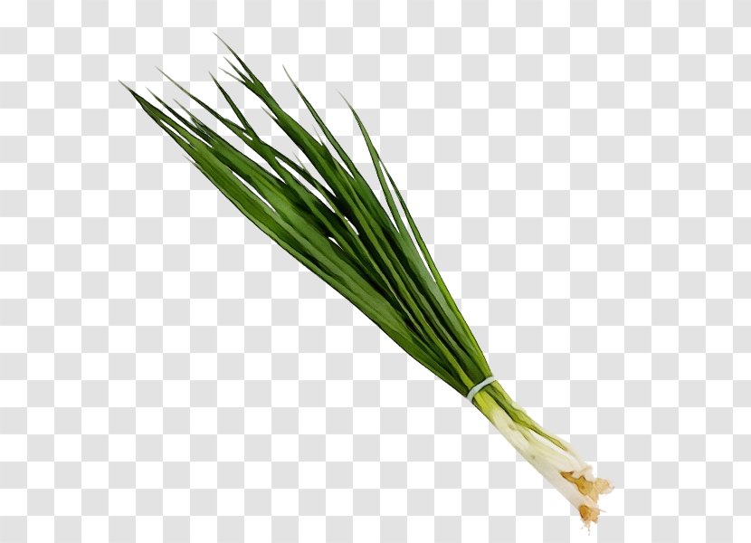 Welsh Onion Plant Vegetable Chives Grass - Elymus Repens - Family Transparent PNG