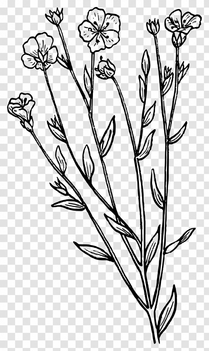 Biology Botany Clip Art - Line - Herbs Transparent PNG