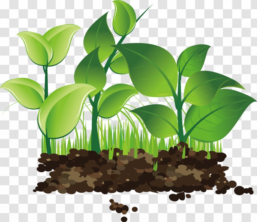 Illustration Design Image Vector Graphics Sprouting - Leaf Transparent PNG