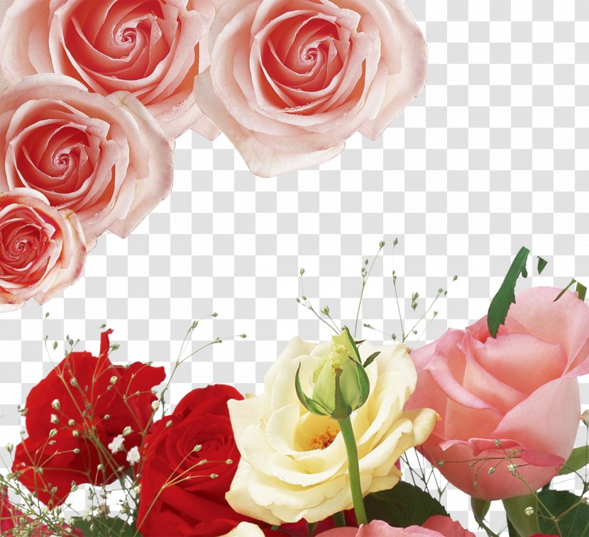 Garden Roses Centifolia Beach Rose Floribunda Pink - Background Material Transparent PNG