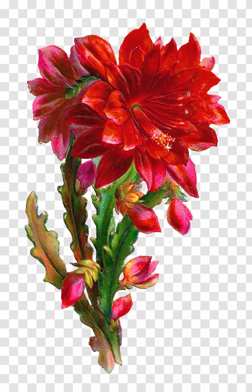 Flower Bouquet Clip Art - Canna Family - Beautiful Plant Cliparts Transparent PNG