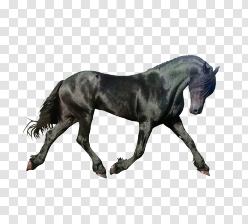 Horse Icon - Stallion - Dark Transparent PNG