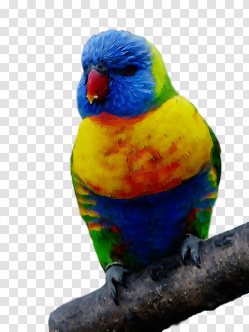 Lovebird Transparent PNG