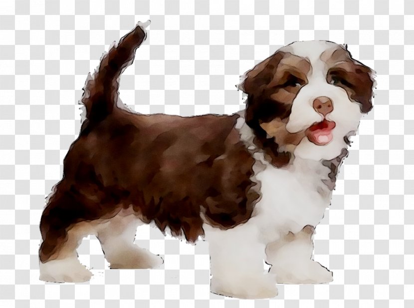 Havanese Dog Puppy Housetraining Pet Travel - Spaniel - Pushchairs Strollers Transparent PNG