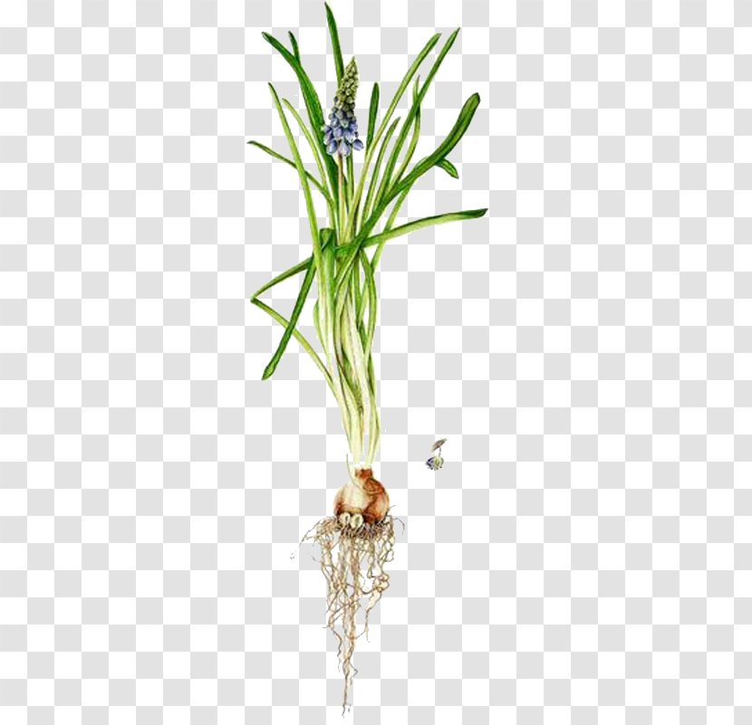 Hyacinthus Orientalis Grape Hyacinth Plant - Grass Family - Hand-painted Transparent PNG