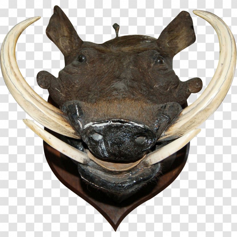 Wild Boar Common Warthog Boar's Tusk Helmet Skull Transparent PNG