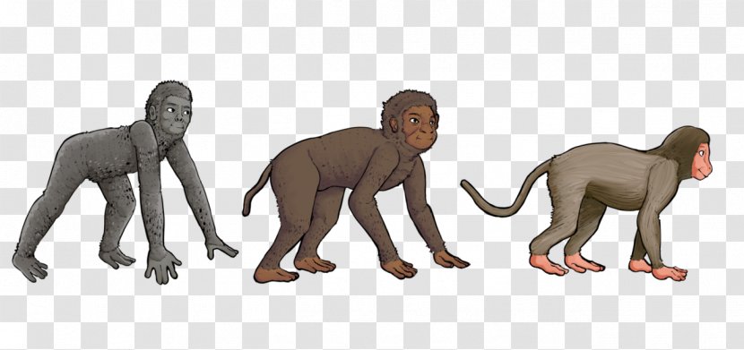 Primate Aegyptopithecus Monkey Cercopithecidae Proconsul Transparent PNG
