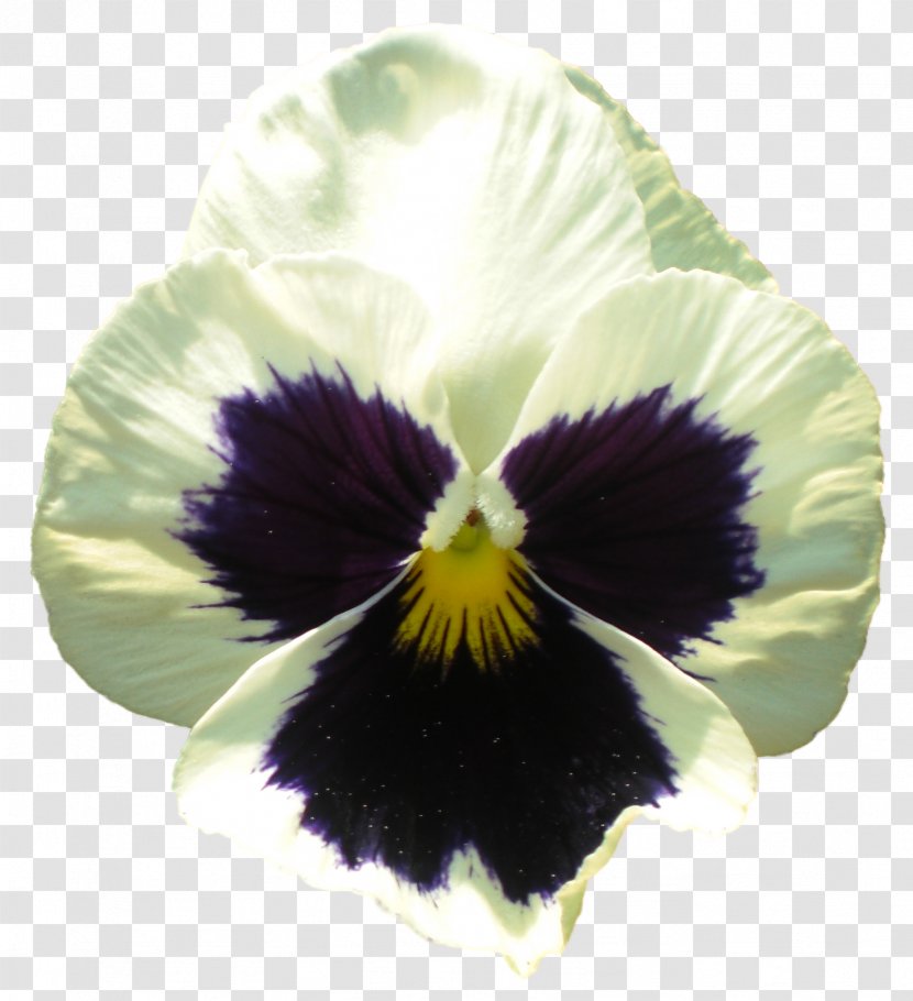 Pansy Flowering Plant Violet - Information - Flower Black Transparent PNG