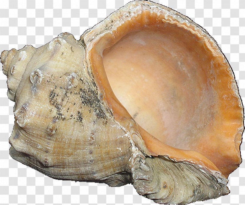 Clam Cockle Mussel Shankha Oyster - Sea - Seashell Transparent PNG