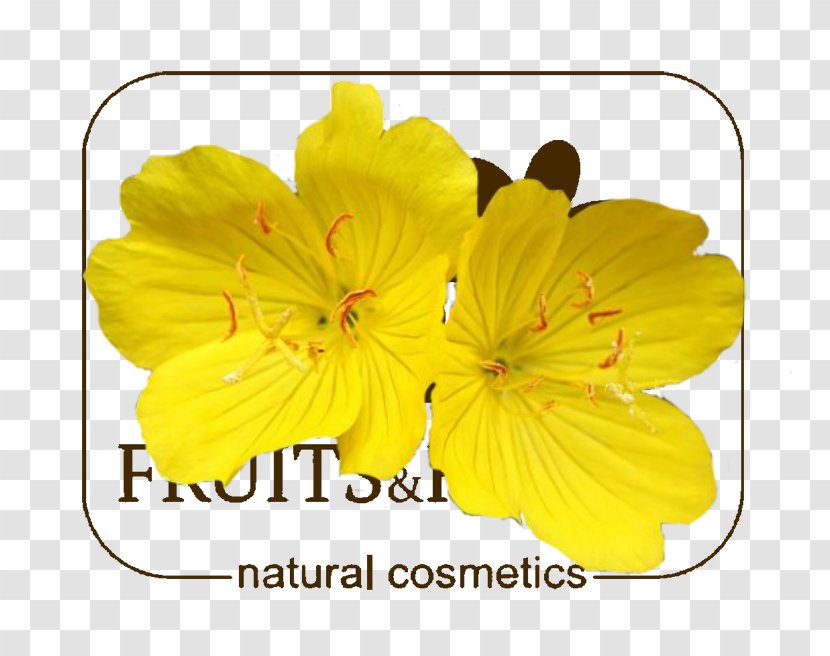 Common Evening-primrose Bergamot Orange ONLY Peppermint - Nightblooming Jasmine - Evening Primrose Transparent PNG