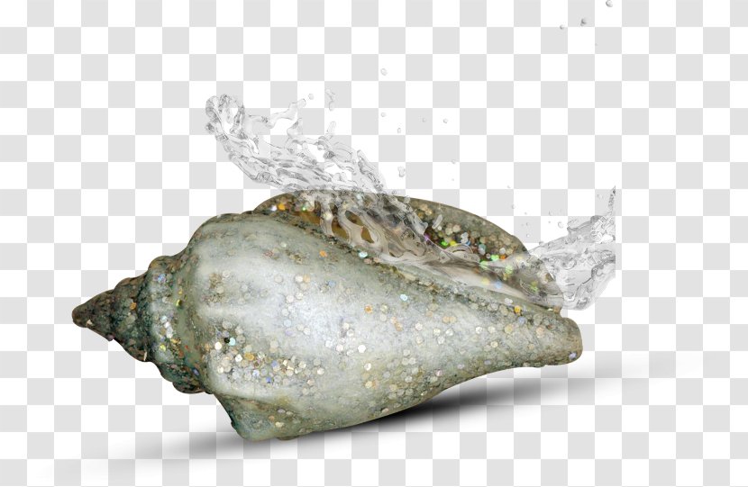Sea Snail Conch Transparent PNG