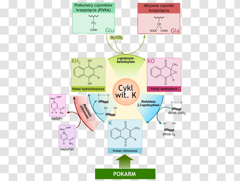 Vitamin K Deficiency Cykl Witaminy Białka Indukowane Niedoborem - Wikipedia Transparent PNG