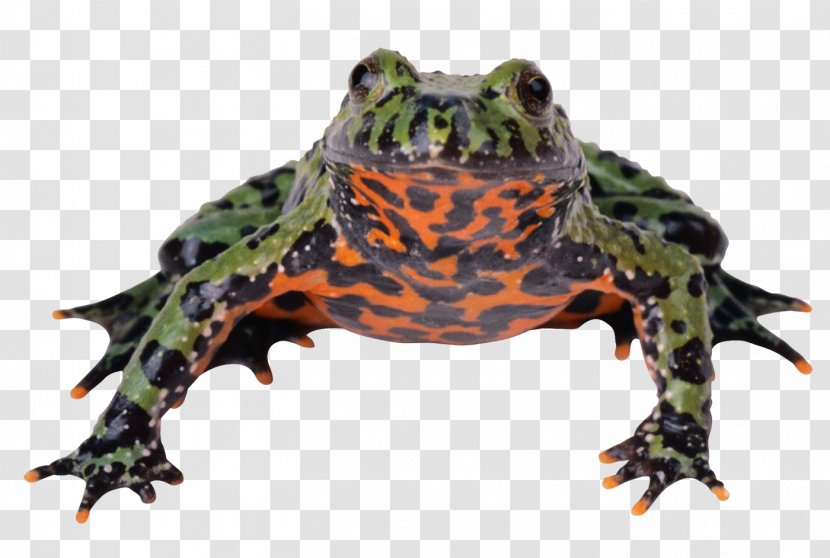Image Clip Art Frog Photograph - Organism Transparent PNG